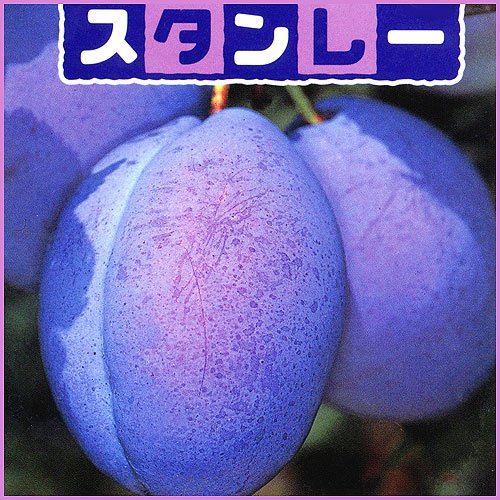 スモモ（plum）」「アンズ（apricot）」「ウメ（Japanese apricot